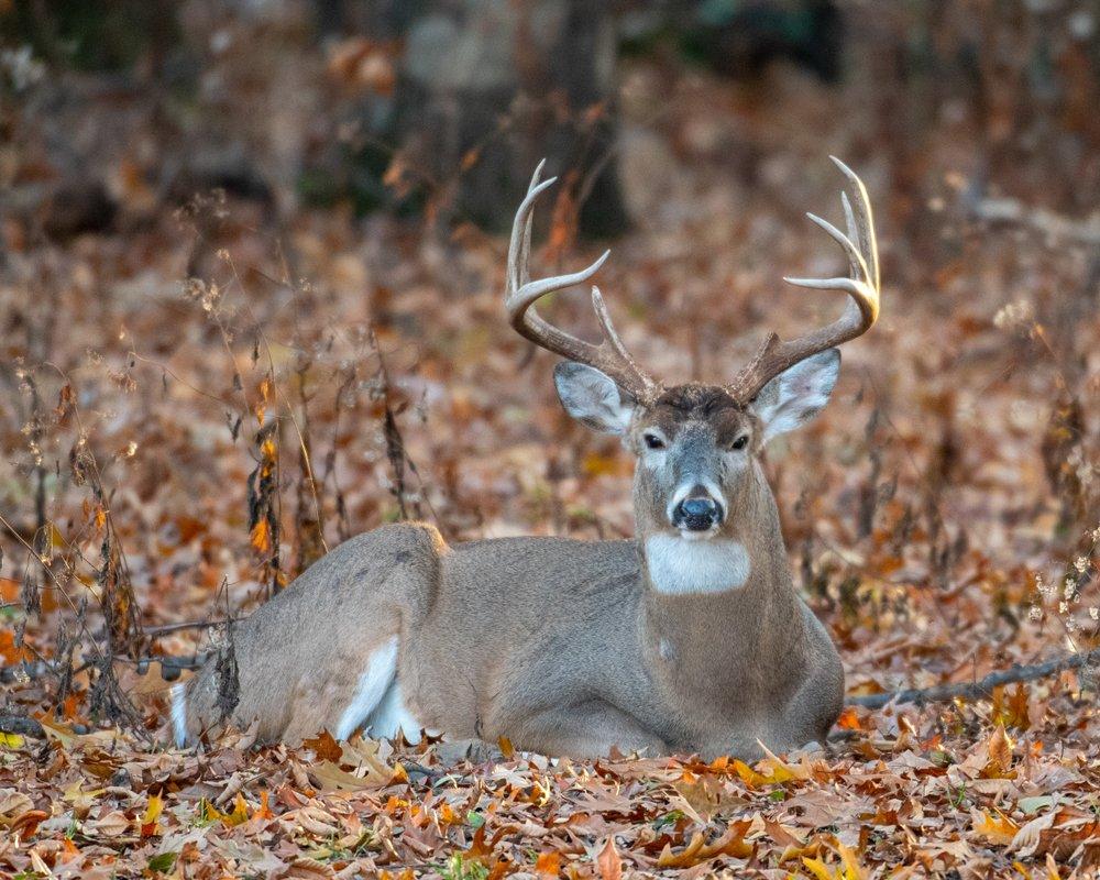 Finding mature bucks bed down in the open like this is what you typically don't see during the late-season. (Shutterstock / Tony Campbell photo)
