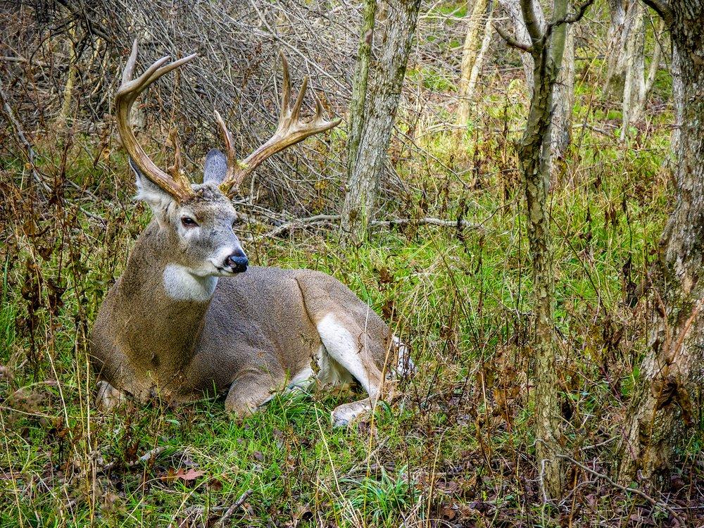 Want to have late-season success? Find the places bucks feel comfortable during daylight hours. (Shutterstock / Bruce MacQueen photo)