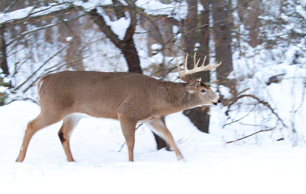 Where do you go to find late-season bucks? (Shutterstock/Jim Cumming photo)