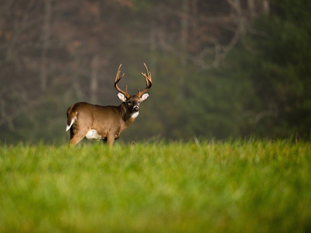 Hunting on land you've also leased our for other uses can increase property revenue. (Shutterstock / Tony Campbell photo)