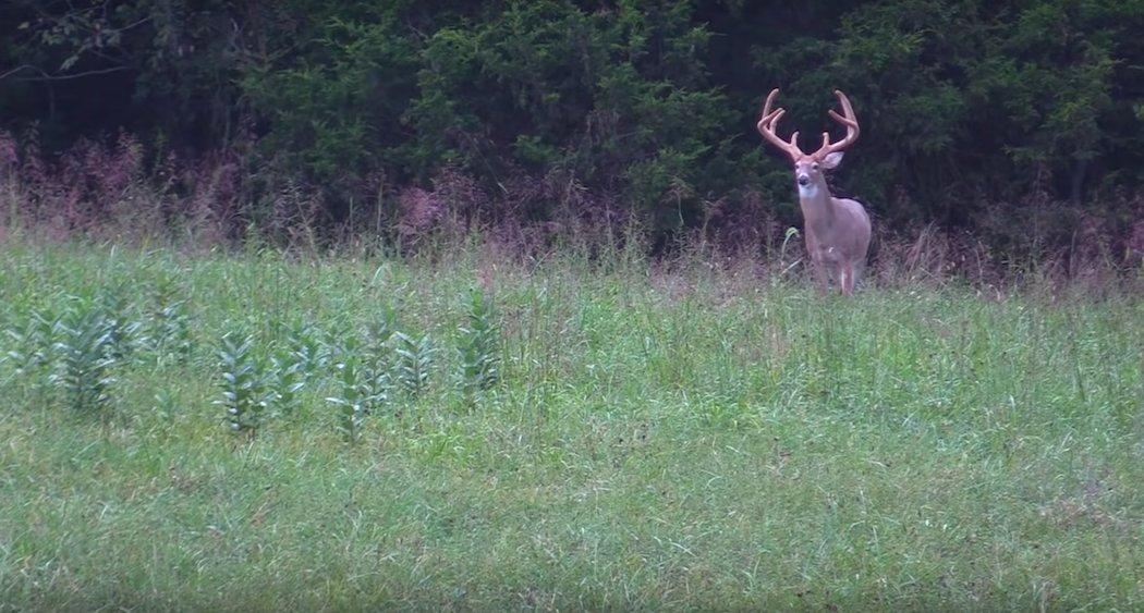 Trail Cameras Are Invaluable Tools