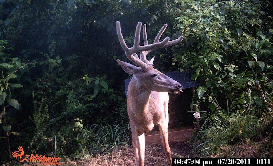 Improper Scouting and Overusing Trail Cameras
