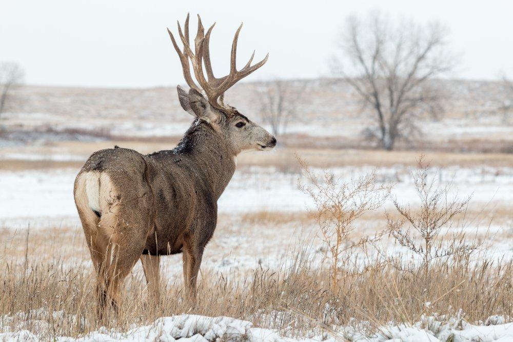 5 Tips for Stalking Mule Deer - Realtree Camo