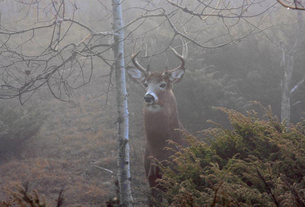 So, what does all of this mean for deer hunters? It means, at least in most states, things are looking up in terms of buck harvests. (Shutterstock / Jim Cumming photo)