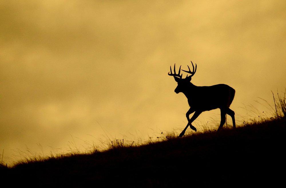 Have you ever hunted really close to a buck's bed? (Shutterstock / Tom Reichner