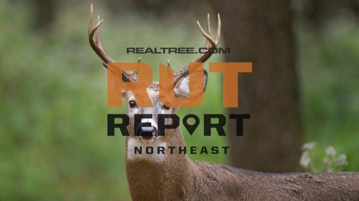 Image: realtree-northeast-rut-report-october-5-shutterstock_ray_hennessy_copy_7