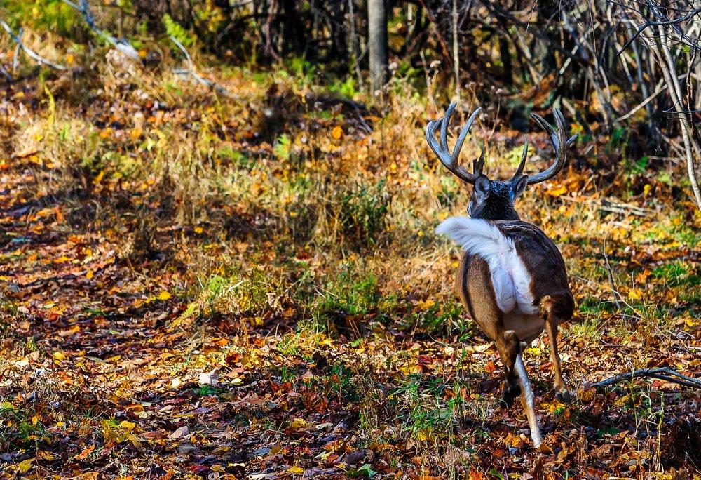 Spook less deer. Have better hunts. It really is that simple. (Shutterstock / Tim Yarnal photo)