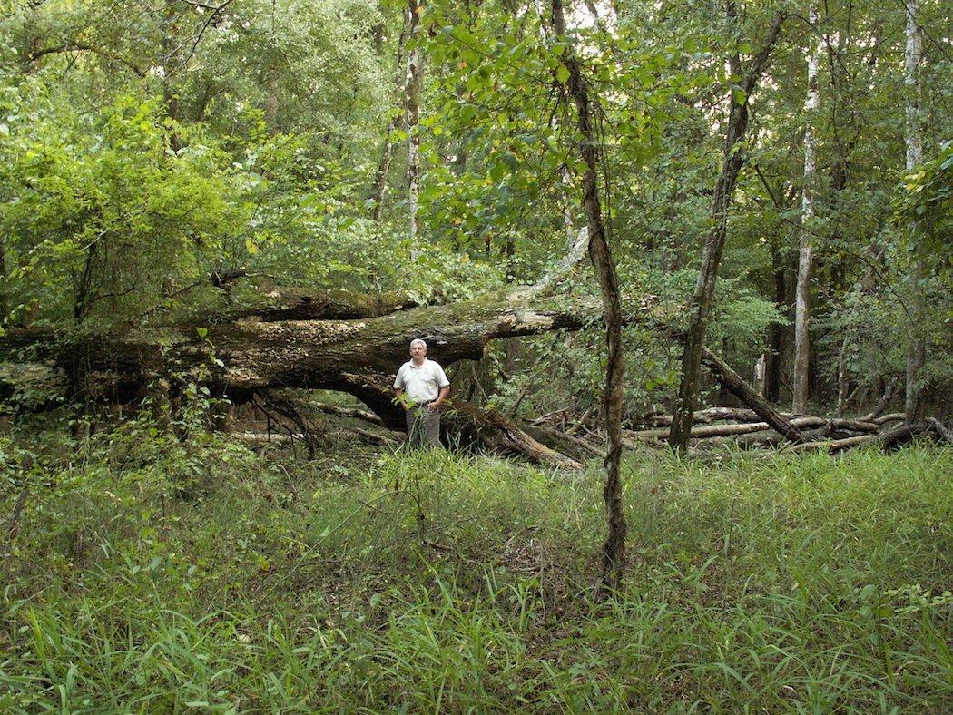 How often is the land you hunt logged? (Richard Hines photo)