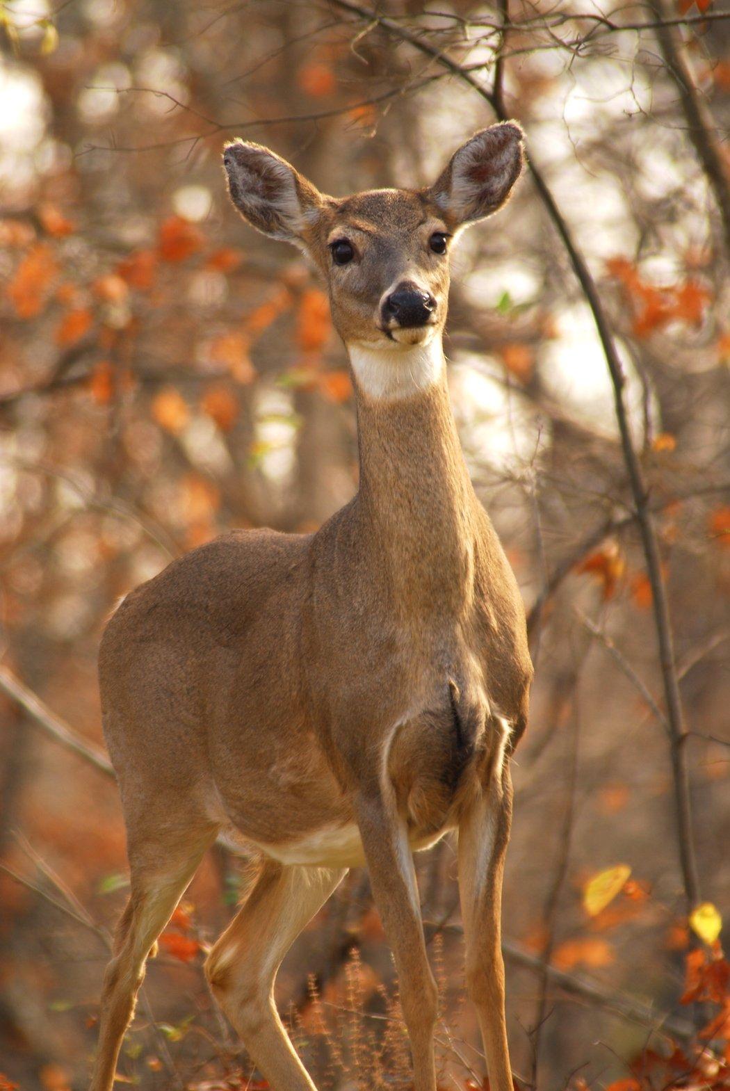 Whitetails need early successional habitat to thrive. (Richard Hines photo)