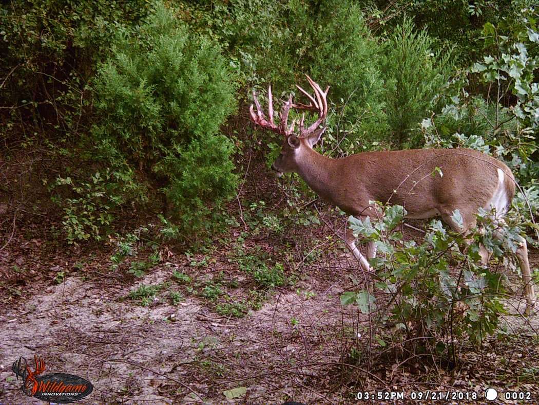 Trail cameras can make a huge difference -- even on public land. (Photo courtesy of Mike Polinice)