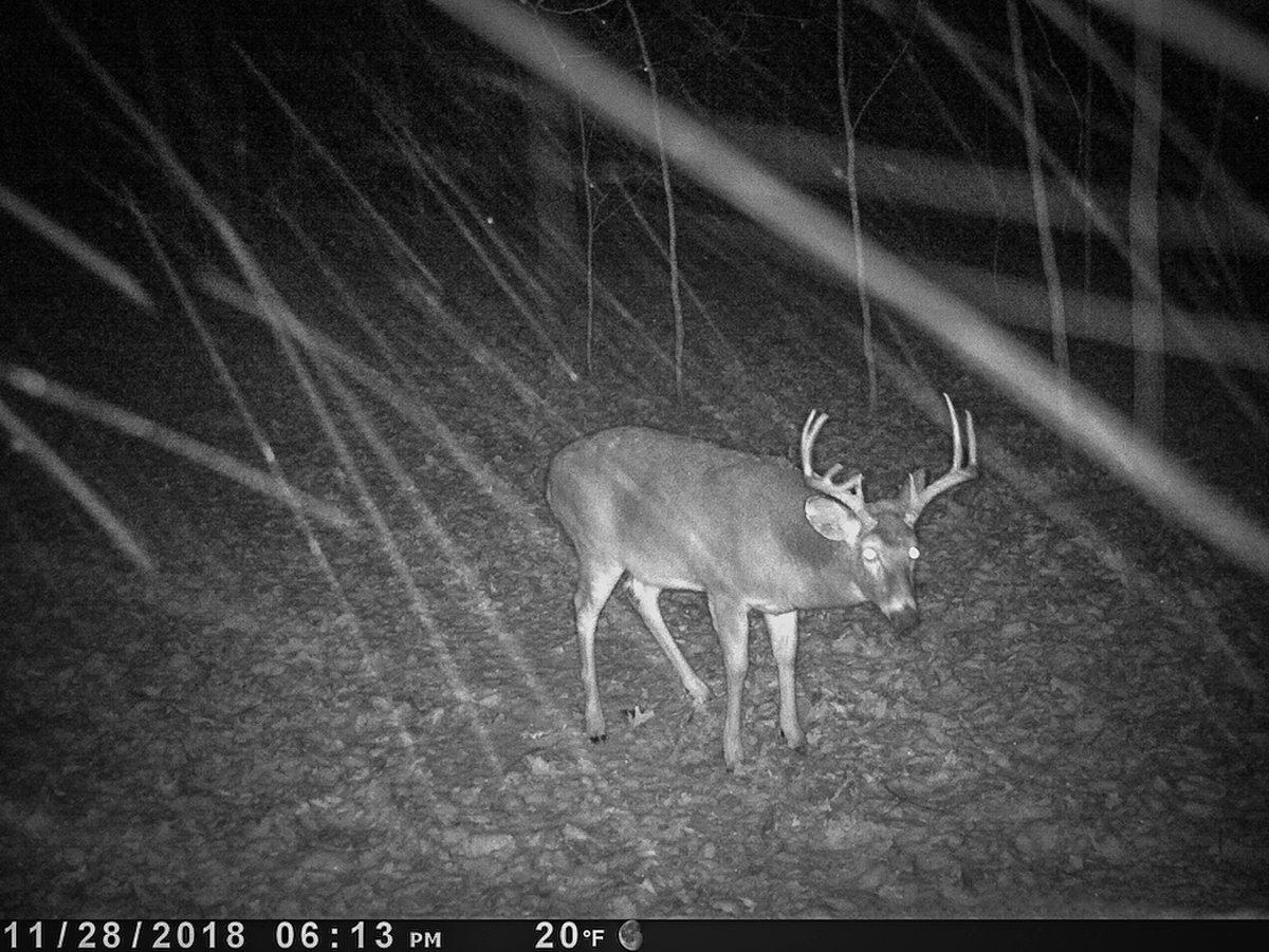 Trail cameras are key, but it's important to place them in the right locations to maximize their value. (Paul Annear photo)