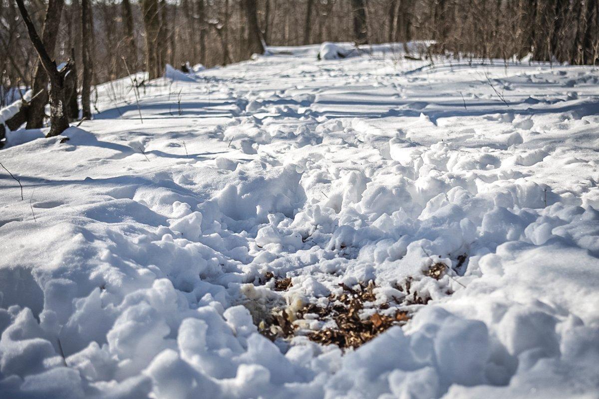 Severe cold drives deer to areas with quality food sources. (Paul Annear photo)