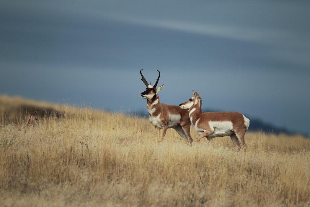 Big game hunting in the West is a tough endeavor. Are you doing everything you can to ease the difficulty? (Shutterstock / Steve Jamsa photo)