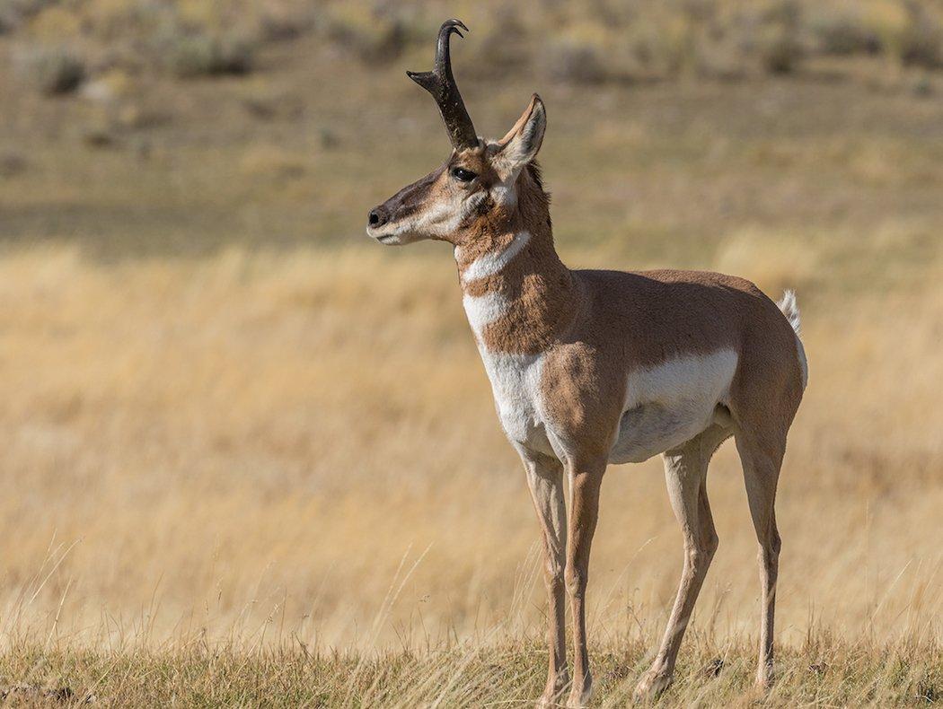 Hunt over pronghorn scrapes to fill more tags.