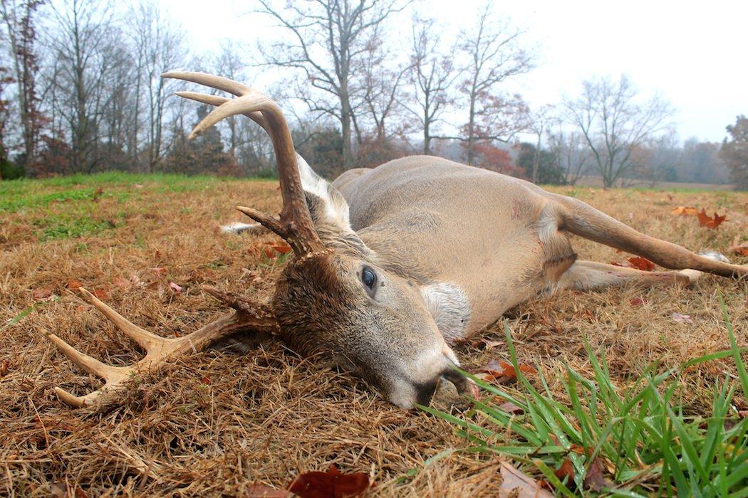 Making Fun of Others' Deer