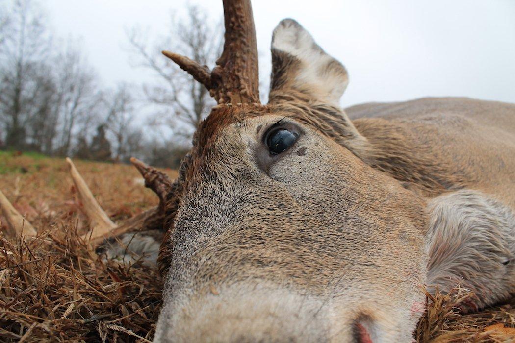 Embellishing Stories of Giant Bucks