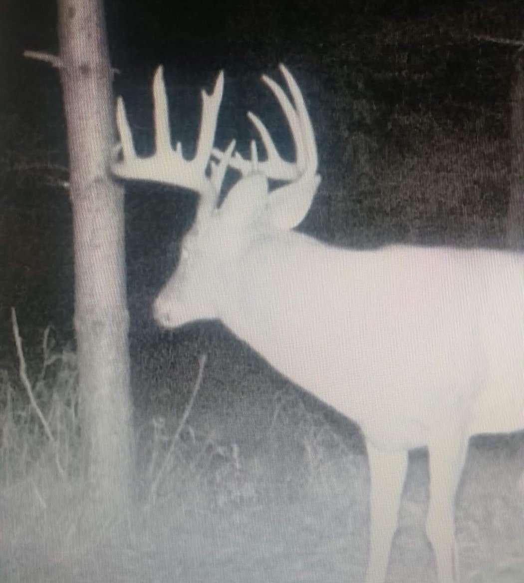 Conducting QDM leads to the presence of big bucks like this one. (Matott photo)