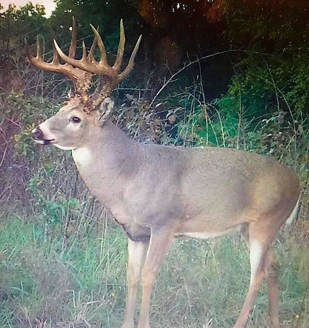 An October 18 trail-cam photo shows the Odom buck's incredible body size and once-in-a-lifetime antlers. (Photo courtesy of Dan Odom)