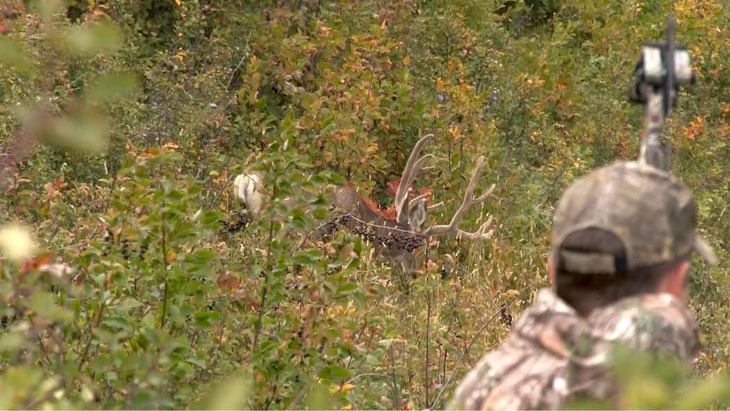 Paul Beasley comes to full draw on the big mule deer. (Canada in the Rough photo)