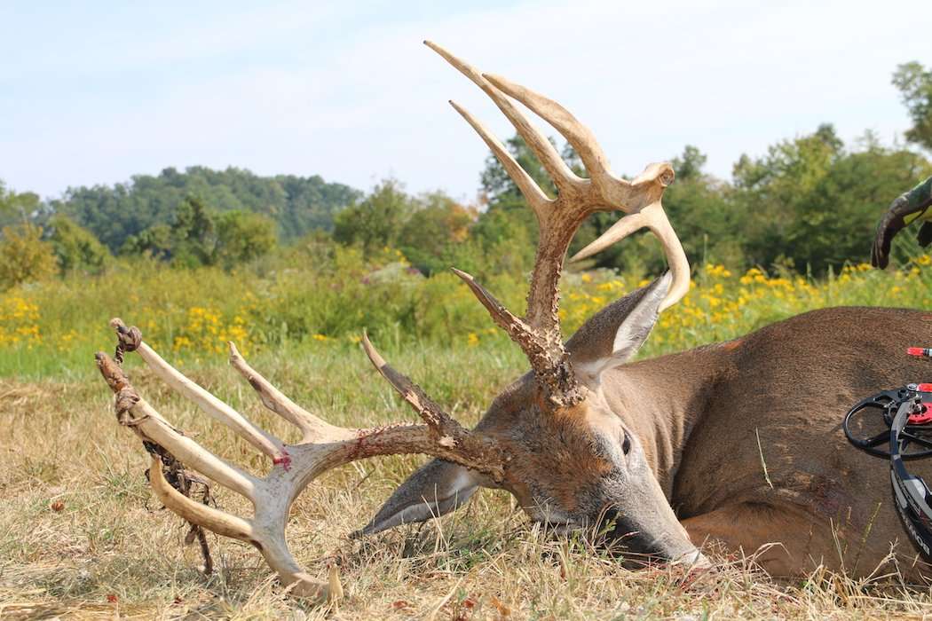 Another look at this impressive whitetail. (Photo courtesy of Lance Frederick)