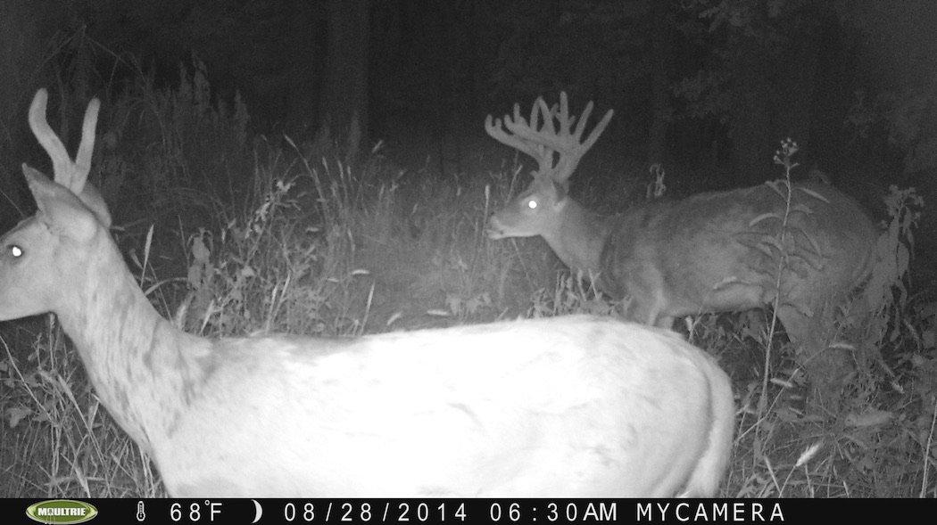Cody Rolph and Barry Greenhaw first learned of a buck they nicknamed Jesús back in 2014. (Photo courtesy of Barry Greenhaw) 
