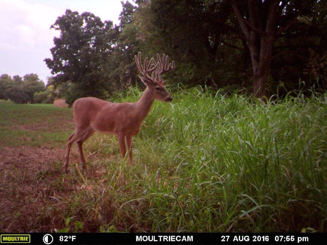 In 2016, Greenhaw captured this buck on trail camera, which has basically the same rack as the buck from 2014, but with less mass and a tiny body. Unsure if the deer was diseased or simply an offspring of Jesús, they elected to name him Jesús, Jr.  (Photo courtesy of Barry Greenhaw)