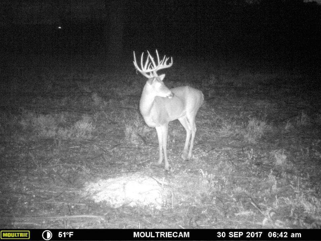 In September 2017, the buck appeared to have lost even more body and antler mass. Afraid of losing the buck to disease, Greenhaw and Rolph were determined to kill the buck in the fall 2017. (Photo courtesy of Barry Greenhaw)