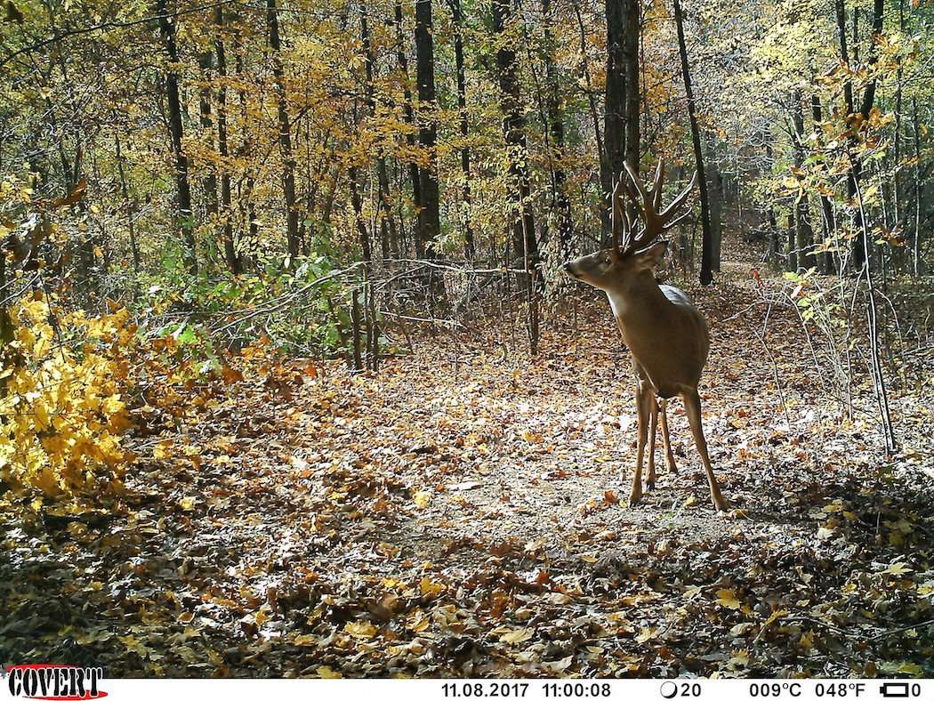 Trail cameras were a huge factor in killing this buck. (Andy Hudson photo)