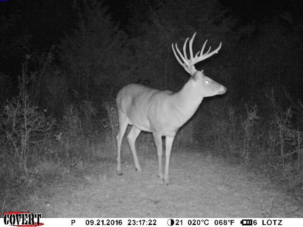 The big Kansas buck on camera not long before it hit the dirt. (Blaine Lotz photo)