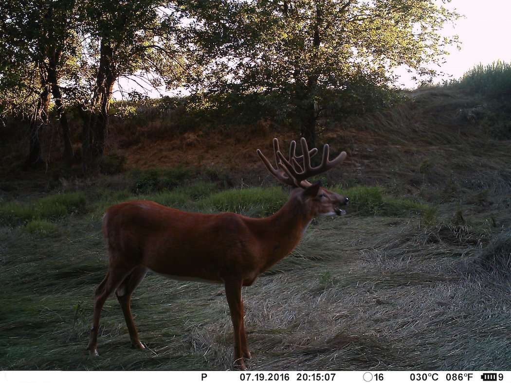 A trail camera photo of the Kansas giant. (Wesley McConnell photo)
