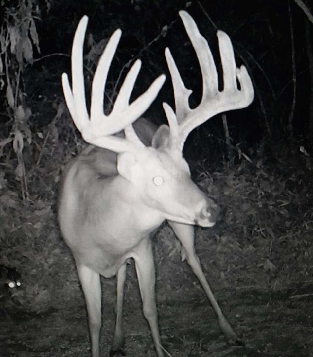 A trail camera photo of the giant deer. (Photo courtesy of Dave Oettel)
