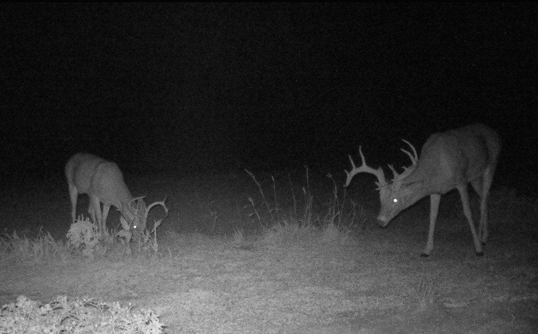 (Trail cam photo courtesy of Paul Sawyer)