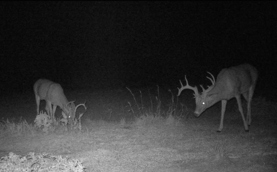 (Trail cam photo courtesy of Paul Sawyer)