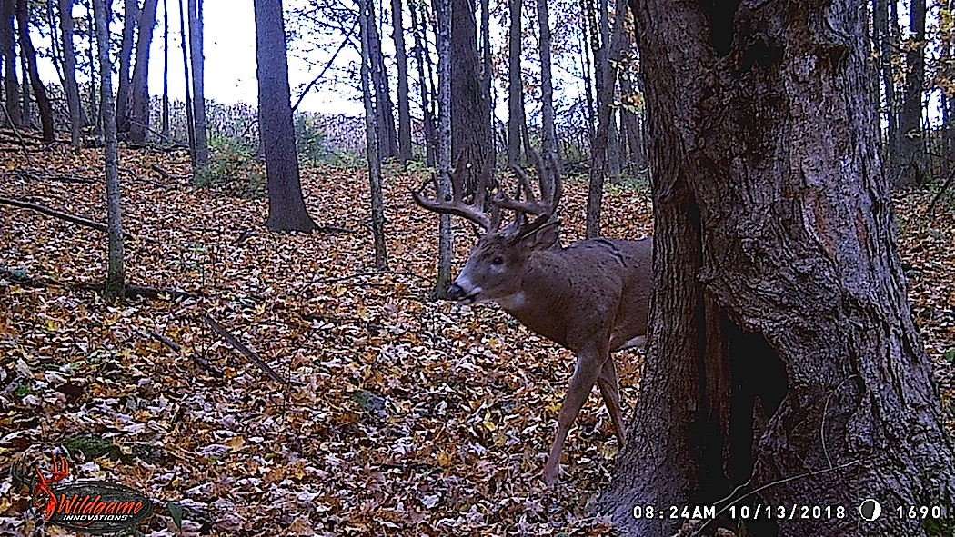The trail camera photo that led to a giant 2018 harvest. (Kody Shaw photo)