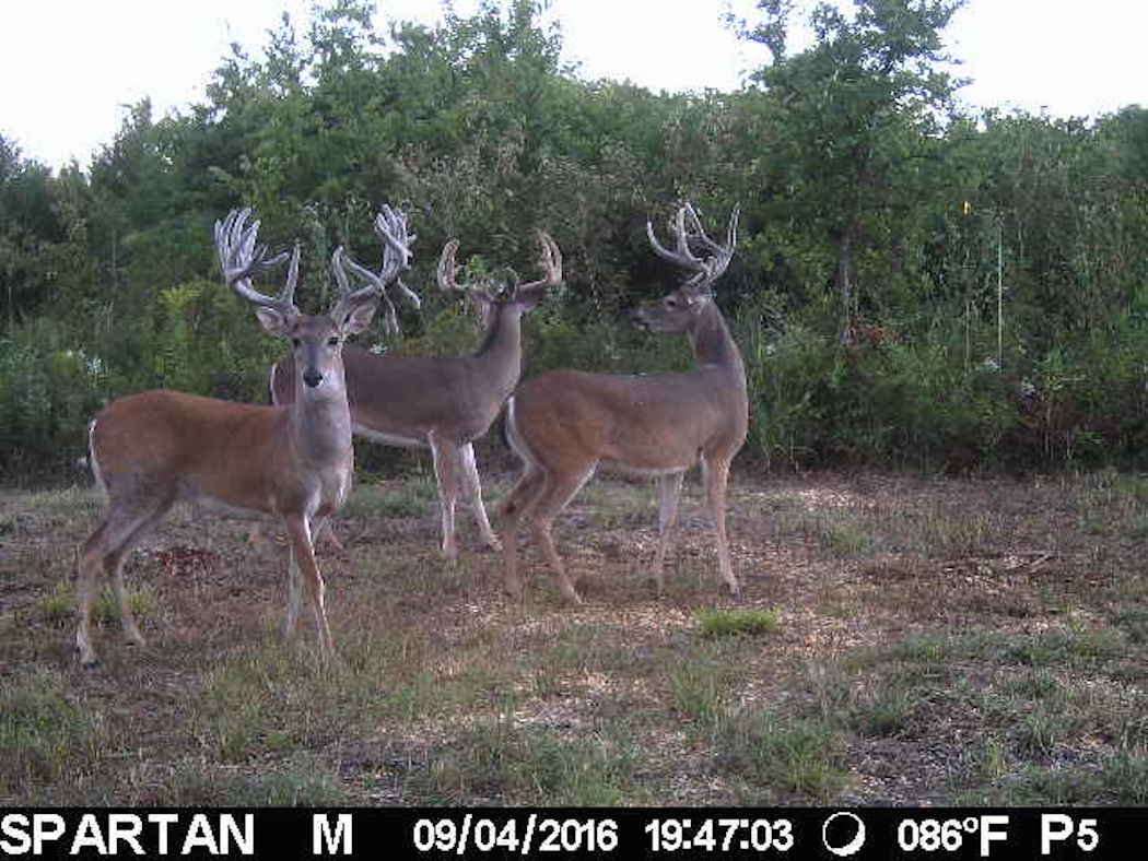 A trail camera photo of Spartacus. (Drew Miller photo)