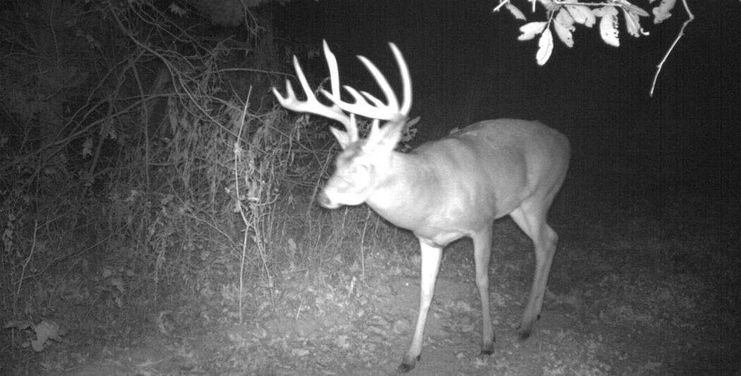 A trail cam shot of the Iowa beast. (Grant Olson photo)