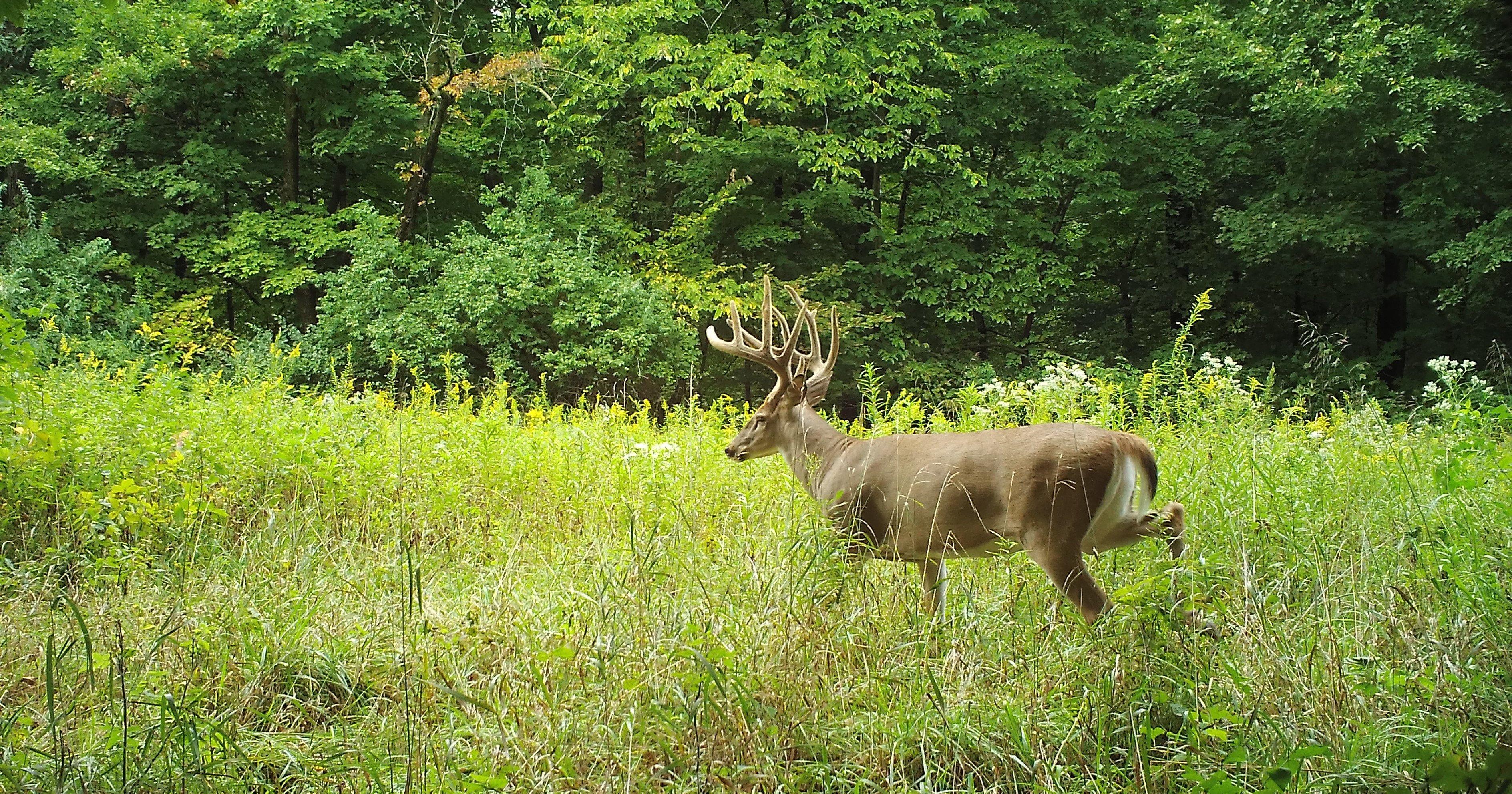 Seller's trail cameras helped him pattern this buck. (Tyler Seller photo)