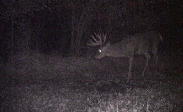 The Stroobants family used trail cameras to help pattern this buck. (Nicole Stroobants photo)