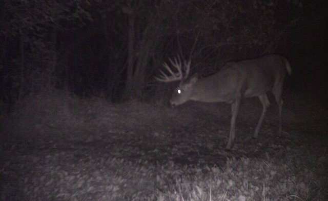 The Stroobants family used trail cameras to help pattern this buck. (Nicole Stroobants photo)