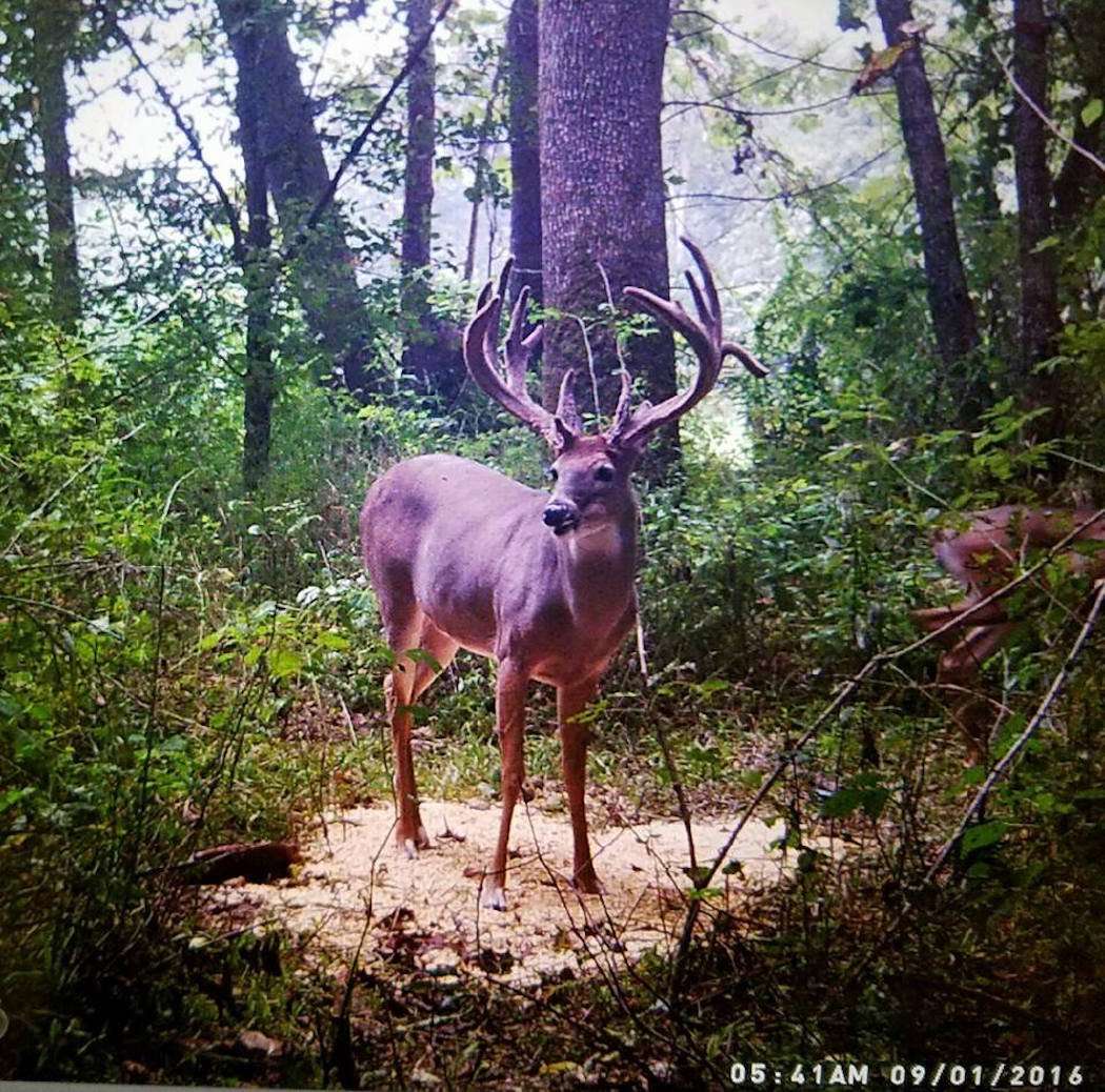 A trail camera photo of the giant buck. (Photo courtesy of Denny Conley, Jr.)