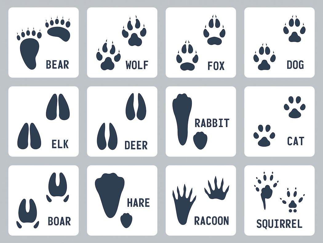 types of animal tracks