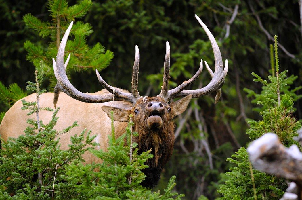 What states have you hunted elk in? (Shutterstock / Thomas Groberg photo)