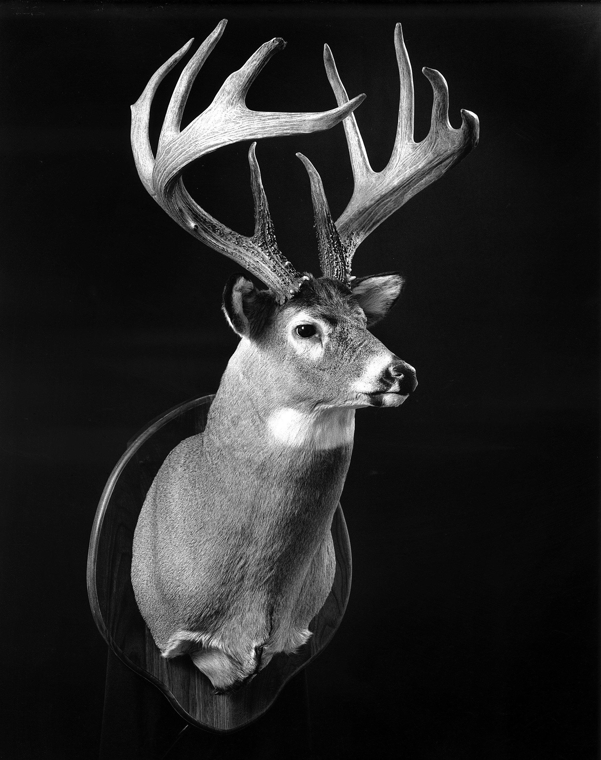 3 Biggest Typical White-Tailed Bucks of All Time - Realtree Camo