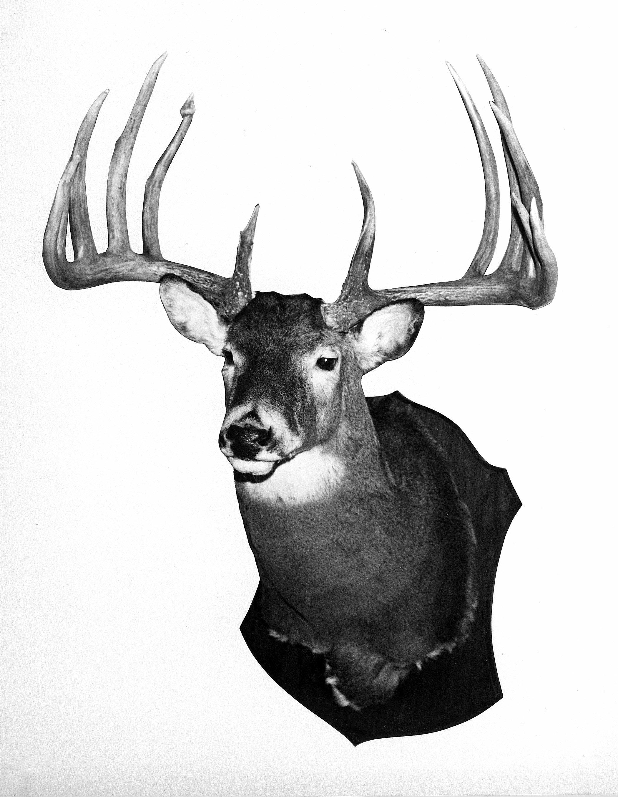 The Gibson Buck