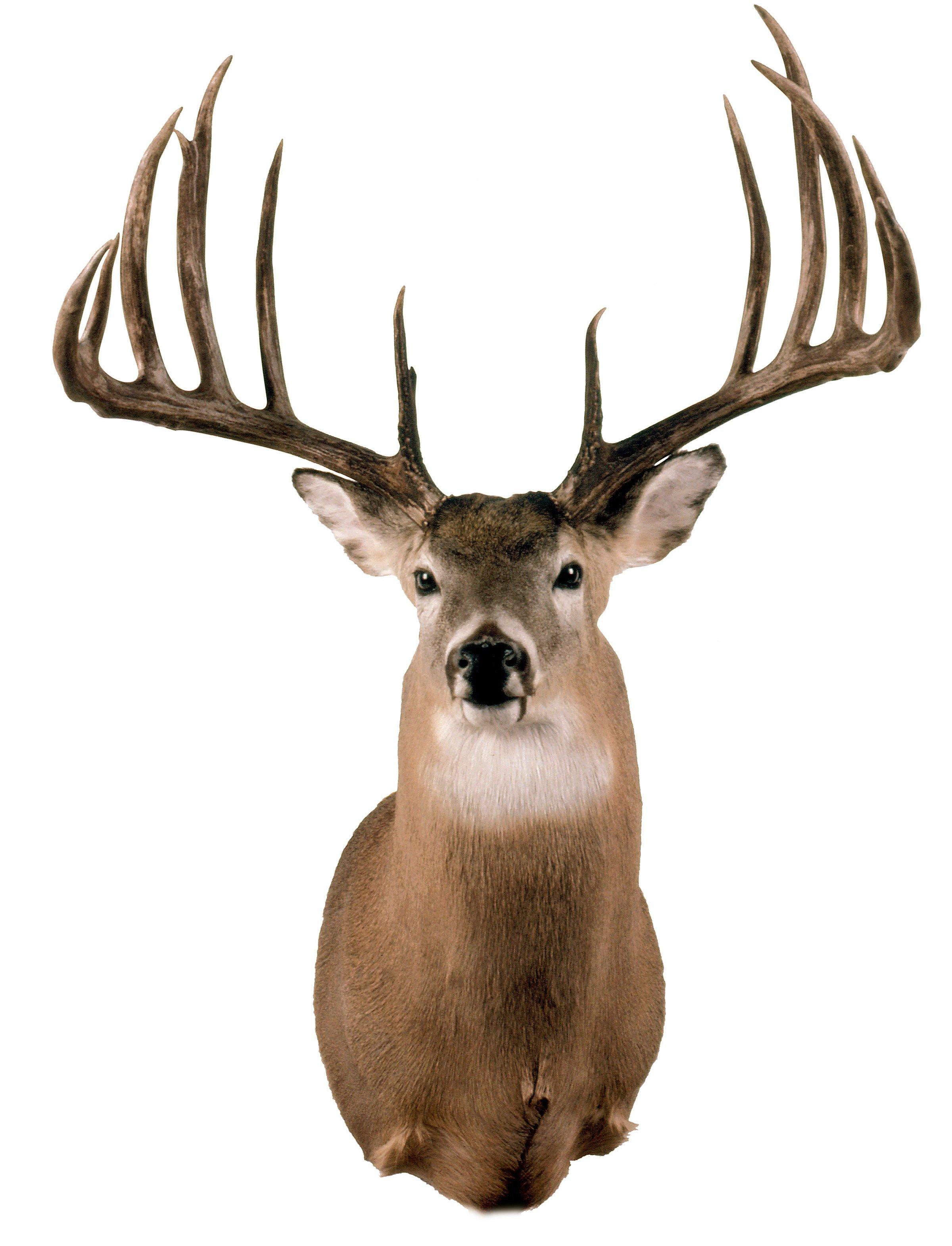 3 Biggest Typical White-Tailed Bucks of All Time - Realtree Camo