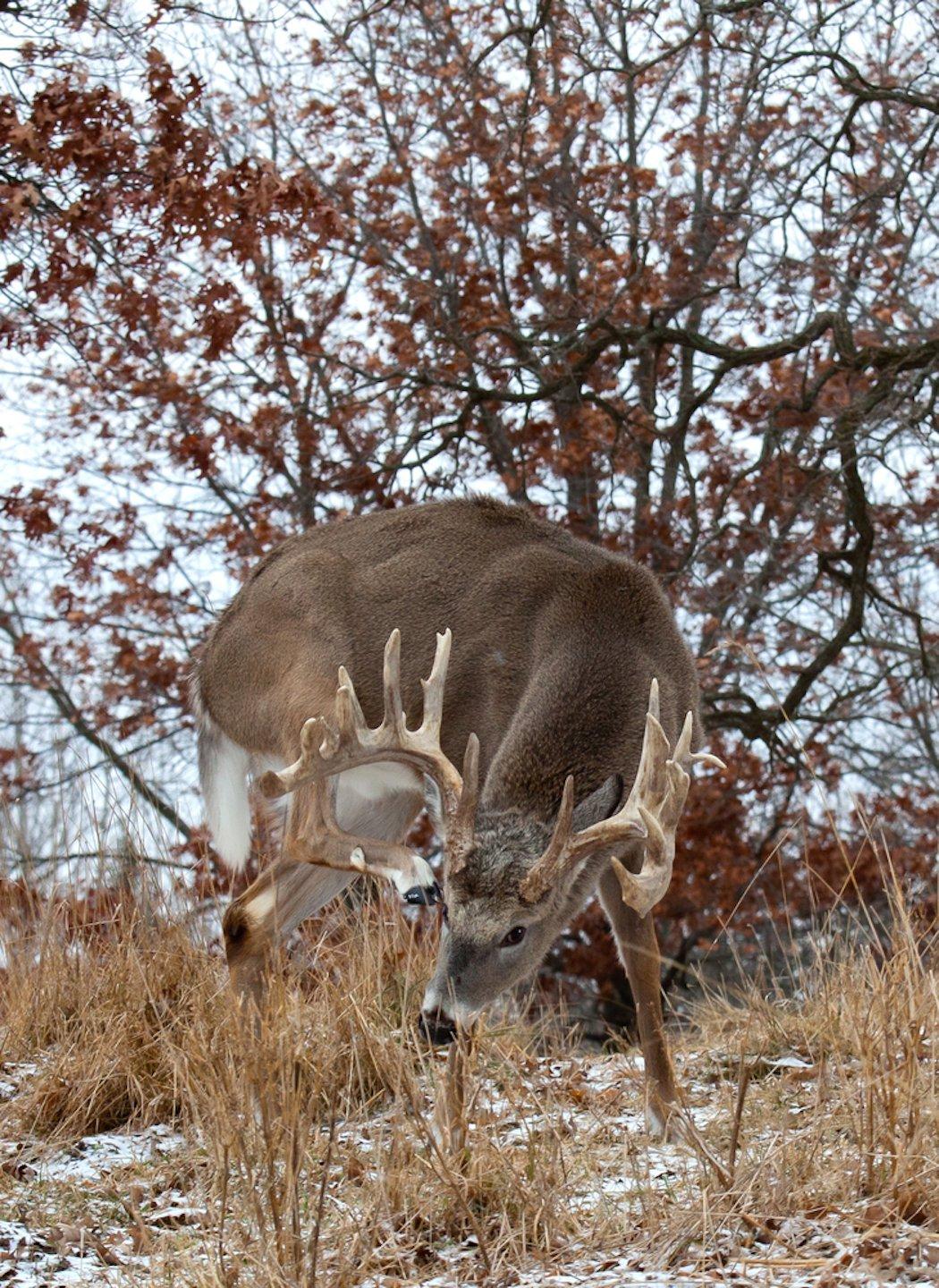 A record-book-caliber animal is truly a beautiful specimen. (Shutterstock/Critterbiz photo)