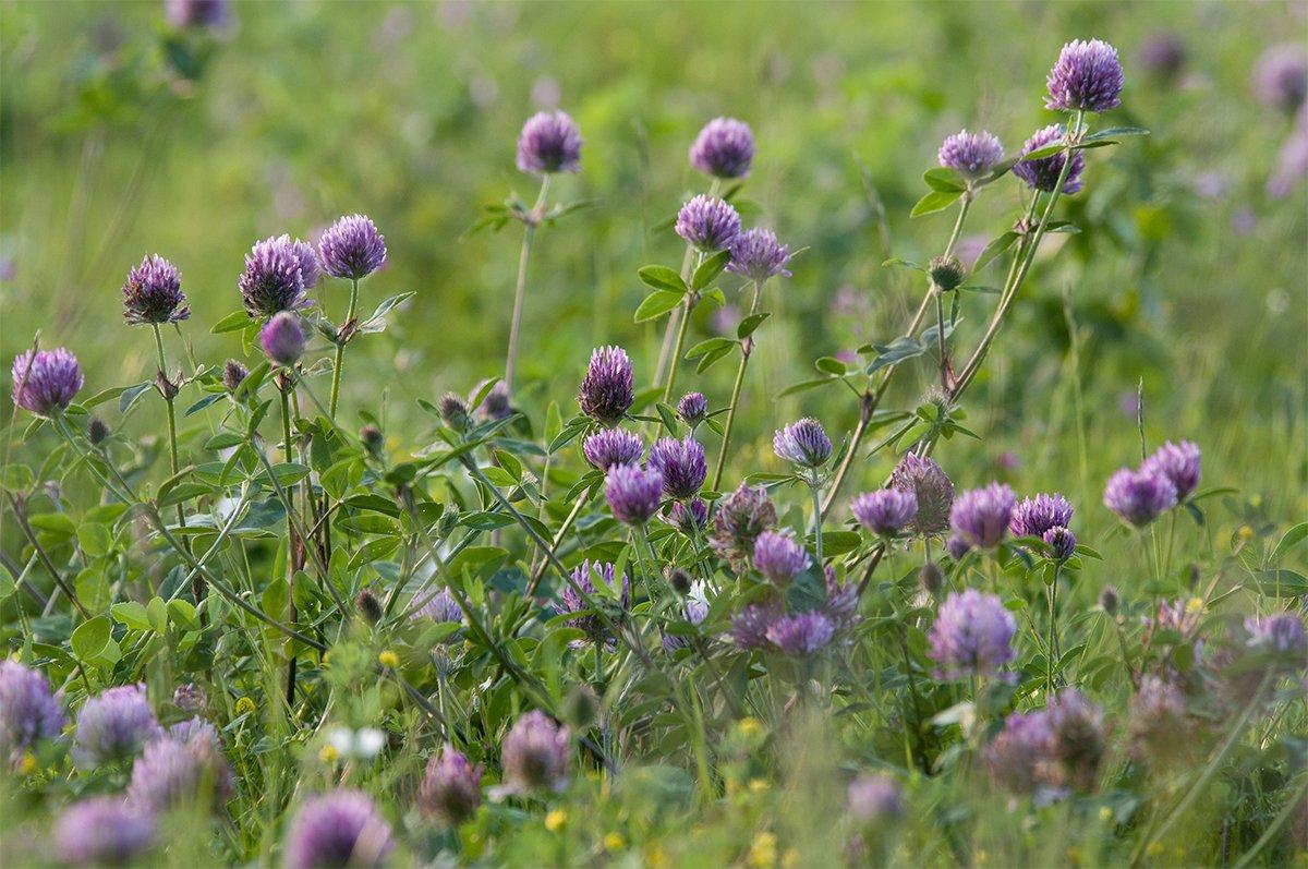 Red clover has approximately 25 percent crude protein. (Shutterstock / Kan photo)