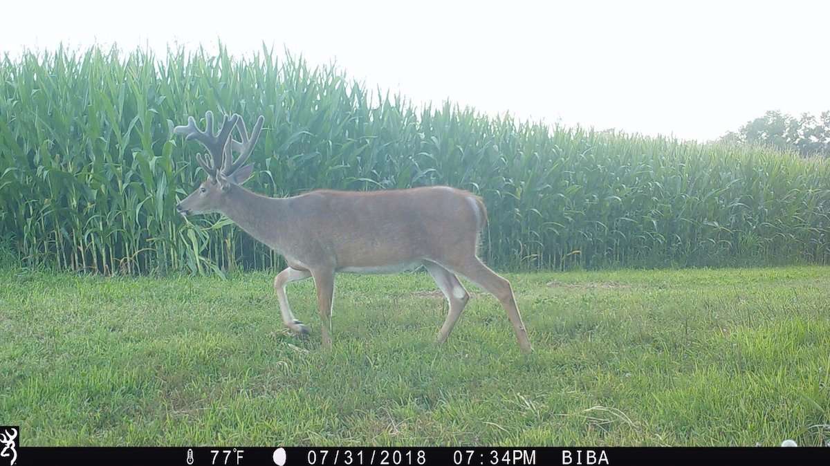 A trail camera photo of the buck from earlier this year. (Scott Vater photo)