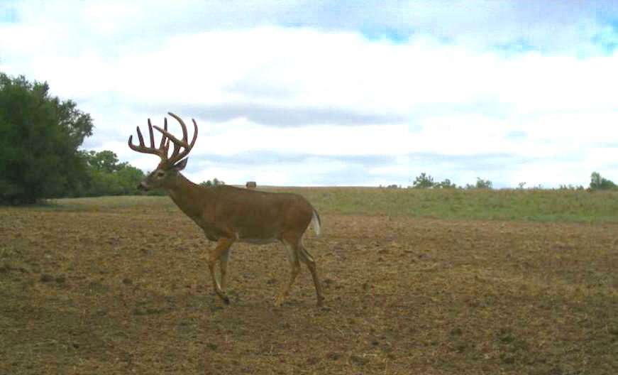 Bigbee's trail camera approach was influential in killing this deer. (Todd Bigbee photo)