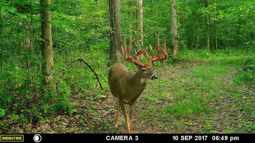 Bryan Dawes of Brushy Fork Outfitters captured many images of Cutter's buck leading up to the 2017 hunting season. (Brushy Fork Outfitters photo)